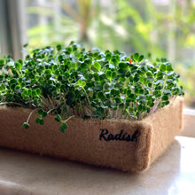 Load image into Gallery viewer, Micro-green Gardening Kit
